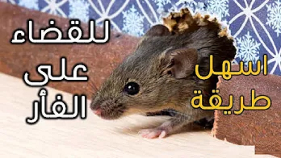 أفضل طريقة لطرد الفئران من المنزل بحيل بسيطة التخلص من العناكب والفئران بالمعجون والشاي تعالي اقولك الطريقة السحرية