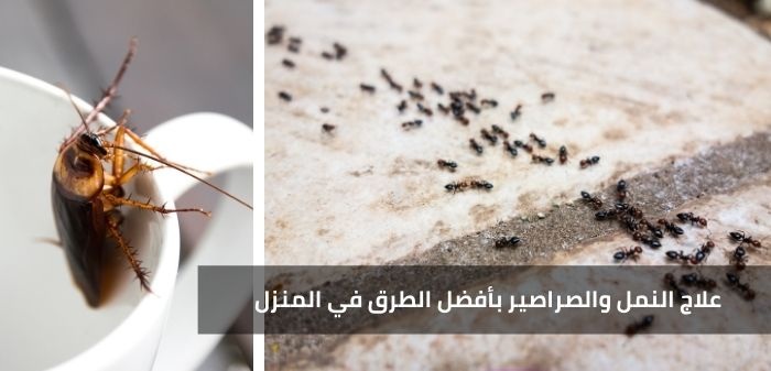 سعودي يكشف طريقه مذهله للتخلص من الصراصير والنمل في المنزل بأبسط الأشياء .. تعرف عليها