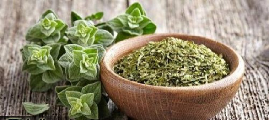 عشبة جبارة موجودة عند العطار هترجعلك شبابك حتى لو كان سنك 70