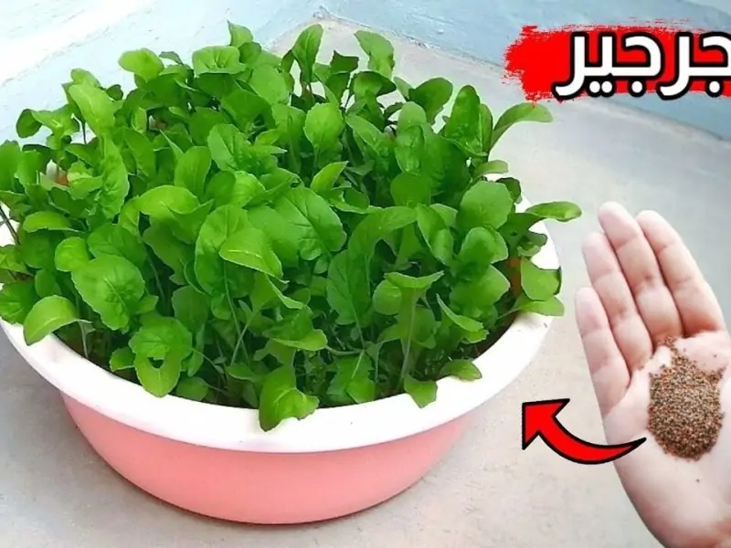 ما تشتريش جرجير من السوق تاني.. تعرف على طريقة زرعة الجرجير في البيت بنفسك بخطوات بسيطة