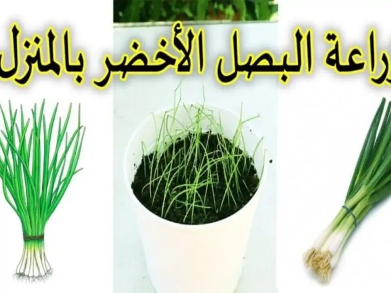 طريقة زراعة البصل في البيت.. خطوات بسيطة تخليك تحصل على بصل طازج ومش محتاج تشتريه