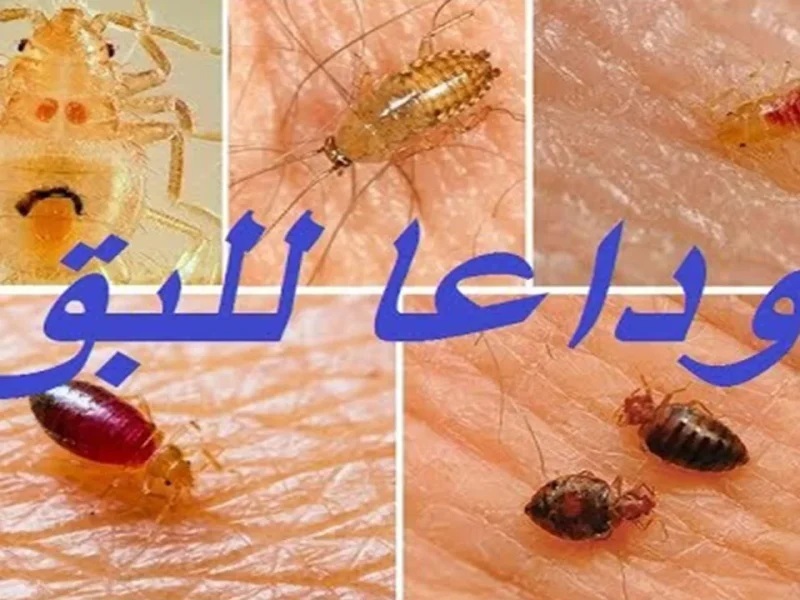 وفر فلوسك ولا تشتري المبيدات .. أسرع طريقة تقضي بها على جميع الحشرات والنمل والصراصير في المنزل!
