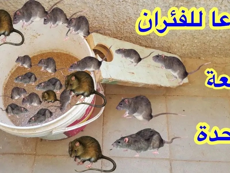 بدون أي مبيدات كيميائية ضارة.. اقضي على الفئران والبرص الموجودة في المنزل!!