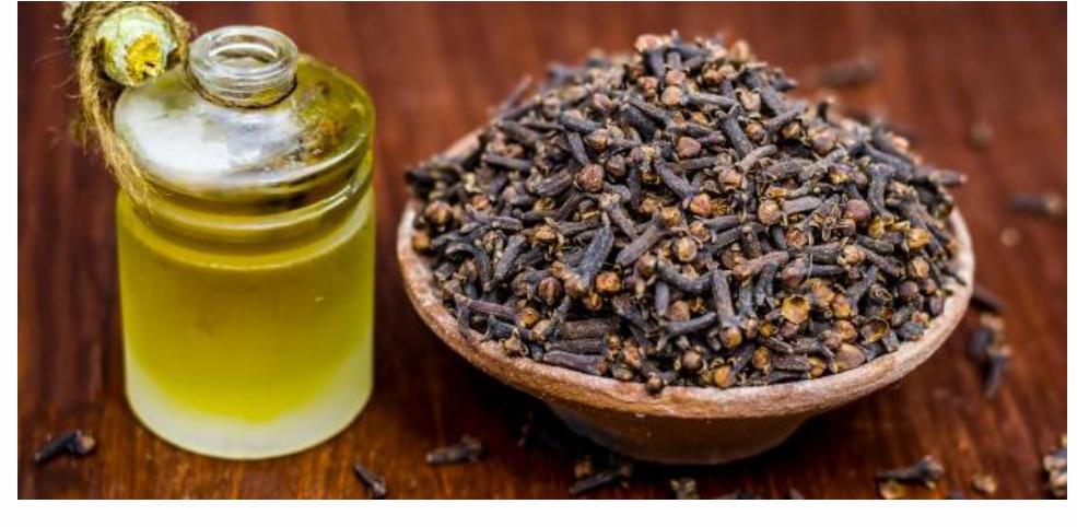 ضع القرنفل مع زيت الزيتون قبل النوم على هذه المناطق من جسمك ولن تستغني عنها طيلة حياتك.. طريقة التحضير