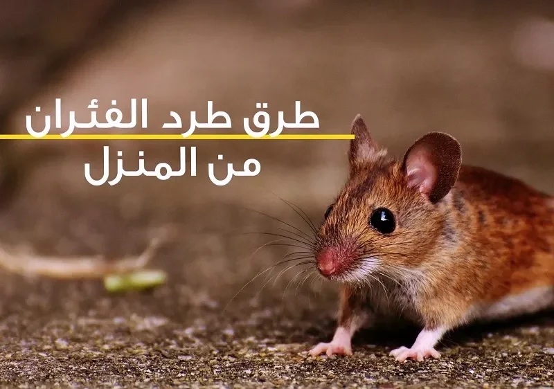 وداعاً للمصيدة.. طريقة سحرية للقضاء على الفئران نهائيا بدون استخدام أي مواد كيميائية ضارة ويختفوا تماماً