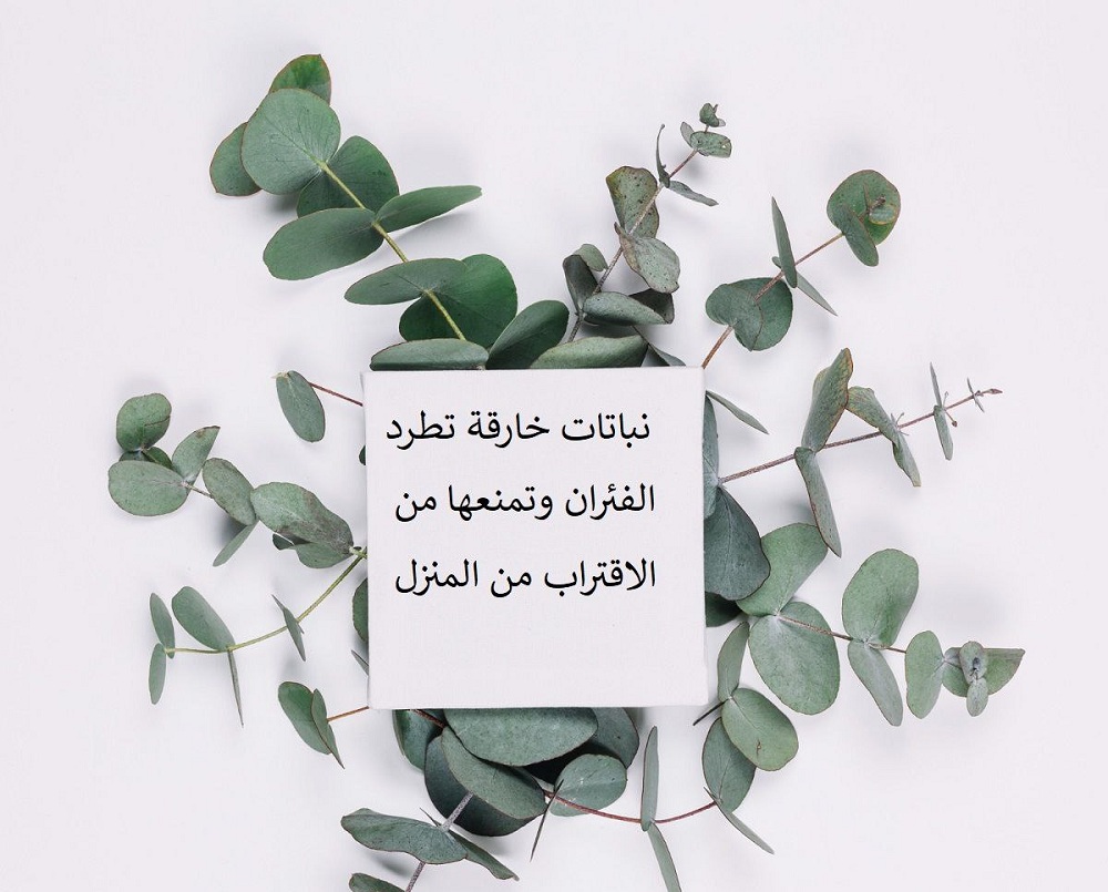 نباتات خارقة من الطبيعة تطرد الفئران وتمنعها من الاقتراب من المنزل.. تعرف عليها