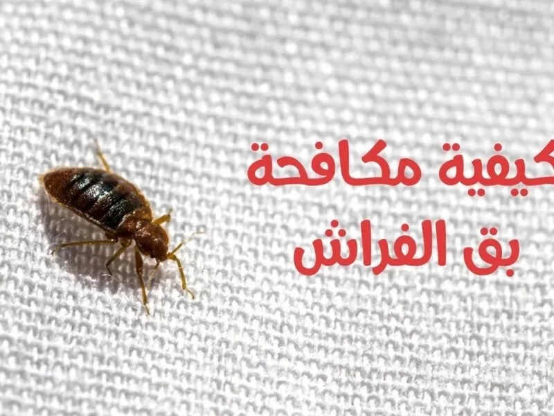 افضل وصفة على وجه الارض.. التخلص من بق الفراش المزعج بخلطة رهيبة وبدون مبيدات نهائيا
